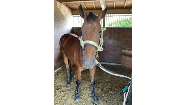 各セリいろいろ