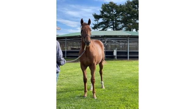 ウォーキング動画公開よー