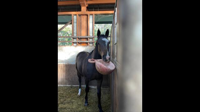 ノーザン繁殖セリ