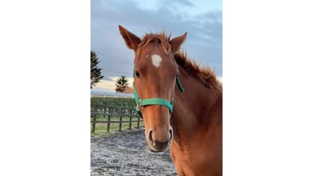 ファームコンサル結果