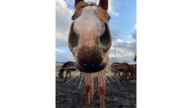 留学やらなんやら