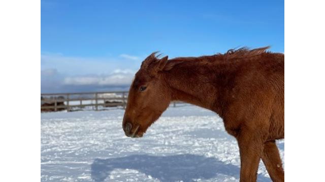 展示会景品とか日記