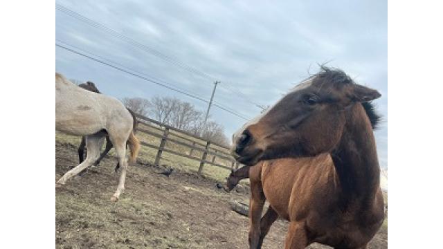 2022年デビュー新種牡馬診断　その１