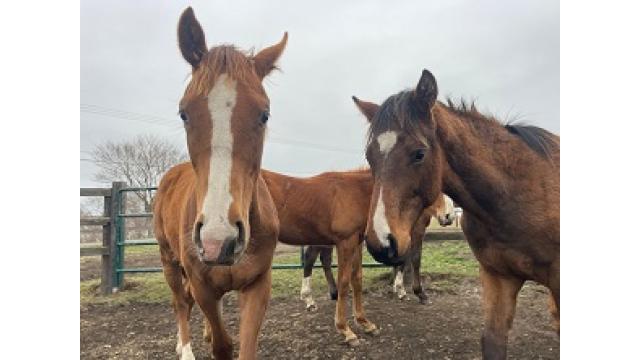 2022年デビュー新種牡馬診断　その2