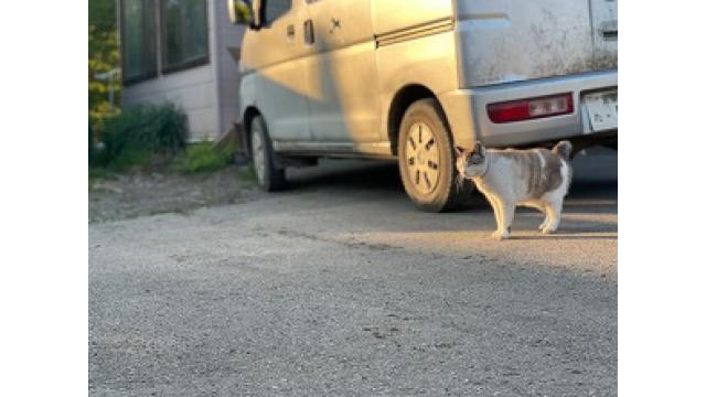 だいたいのセリ上場馬