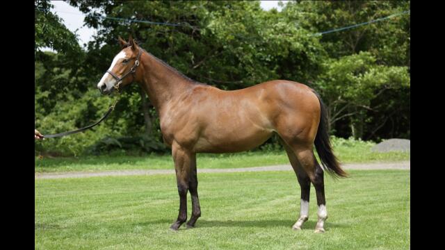 サマー写真撮り