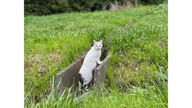 ハーツ系種牡馬