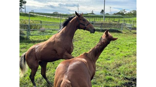 ジェイエス繁殖馬セール
