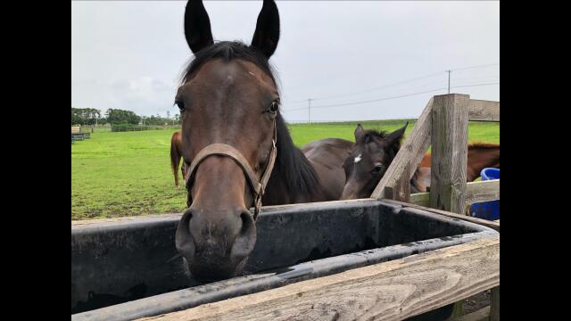 クールフォルテ