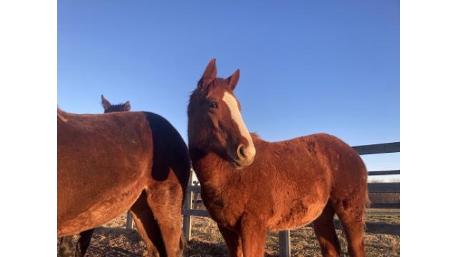 来年のカレンダー