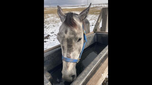 エンターテイメント