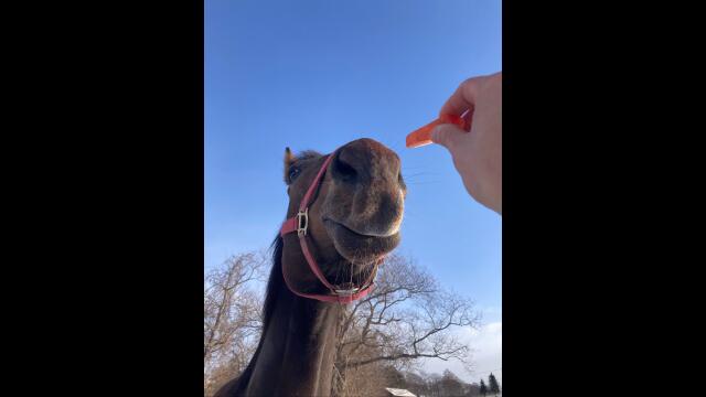 コンサル