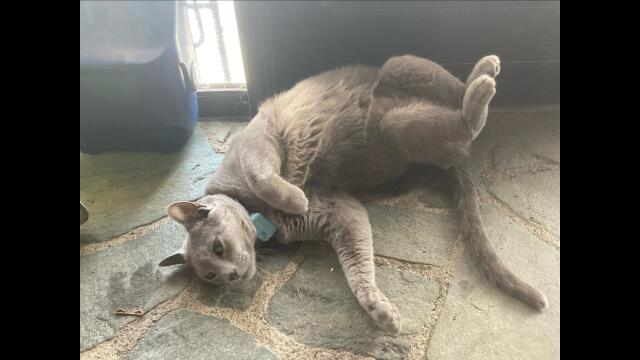 サブノイナズマ種付け