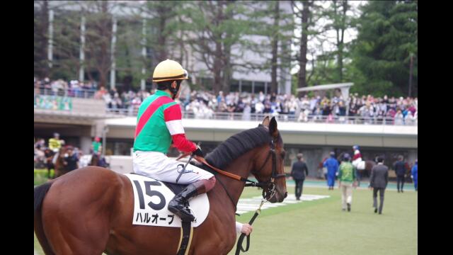 ハルオーブ