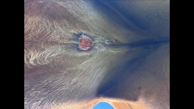 牧夫修行日記〜出臍〜