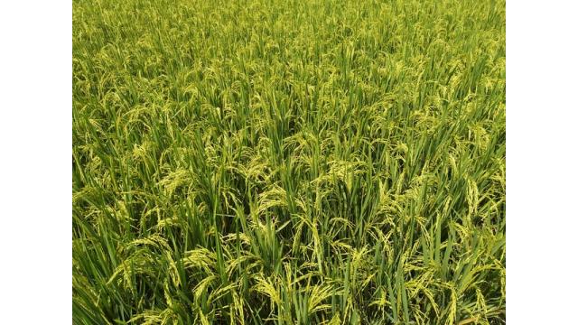 新型コロナウイルスにLPSー“免疫ビタミン”でコロナ対策