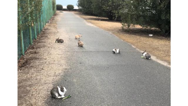 広島のうさぎ島(大久野島)を視察しました