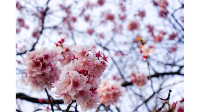 お出かけ日記🌸3/16