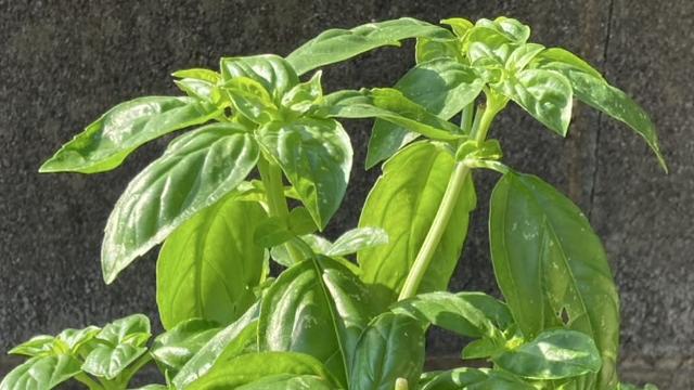 バジル日記最終章