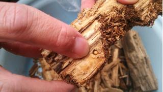 割り合宿2012〜14匹目の幼虫