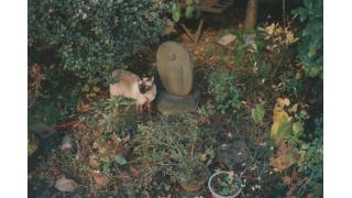 Bienvenido al FUTURO!!（未来へようこそ！）