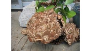 甲斐良治：日本ミツバチとイセエビのマイナー・サブシステンス