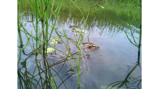 【結城登美雄の食の歳時記#25】ドジョウ、最近食べましたか？（川の恵み編・その１）