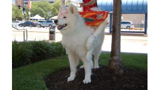 リアル・アマテラス見参！ 『大神』コスプレをした犬がスゴい