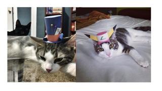 このカワイさ、圧倒的。次に流行する猫ファッションは小さな紙帽子！