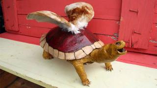 カメの剥製で作られた激リアルな『スーパーマリオ』のパタパタ