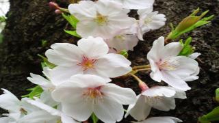 【無料記事】挨拶。（733文字）