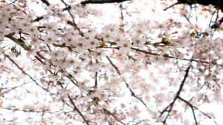 【有料記事】「感染」の群像劇、中村尚儁『1/11　じゅういちぶんのいち』を読め！（1895文字）