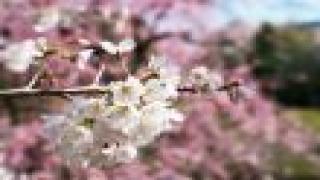 【有料記事】いまいちばんおもしろいラブコメ漫画、宮原るり『恋愛ラボ』に注目せよ。（1489文字）