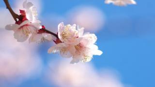 【有料記事】祝福と解放の聖なる瞬間を『ピアノの森』に見た。（1355文字）