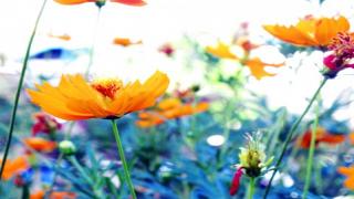 【無料記事】ファンタジィは女性をどう描いてきたか。（3584文字）