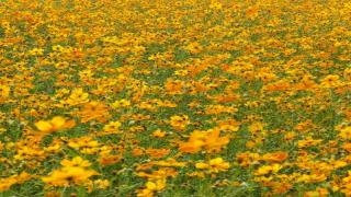 【有料記事】漫画におけるユニークフェイス。（2833文字）