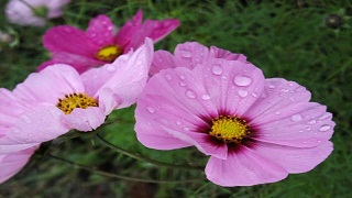 【無料記事】その生命を使い捨てろ！　『コードギアス　亡国のアキト』に傑作の予感。（2006文字）