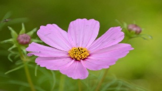 【無料記事】ブロマガ開設10日目にして思う。（2286文字）