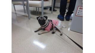 フジテレビ 「10分BOX」に 愛娘パオラと出演します♪ 【Vol.082】