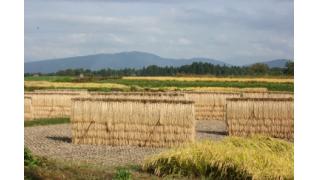 春作業終わったよ 春の収益とか報告 兼業農家おじさんの日記 ブロマガ