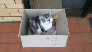 猫店長 集めてみた これはすごい ひどい画像集 ブロマガ