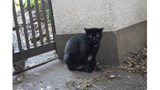 パワースポット 心霊スポット 清正井に行ってきた 猫と神社とお寺のブログ ブロマガ