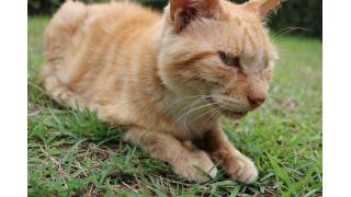 稲毛海浜公園のにゃんこと浅間神社と飛行機博物館 猫と神社とお寺のブログ ブロマガ