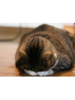 癒される動物もの画像 クレイグのブロマガ ブロマガ