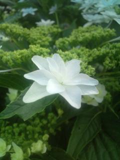 クロのブロマガ ブロマガ