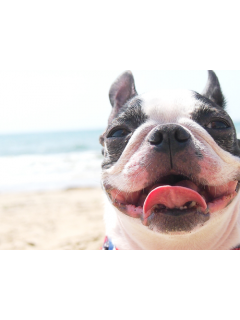 犬のプロキュア 評判と口コミを実際に使用して解説 週間 犬マガジン ブロマガ