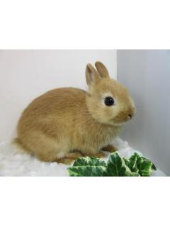 うさぎの「ちゃっぴぃ」と翔☆のブロマガ