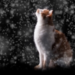 雪猫