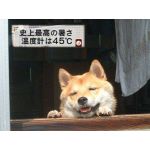 名無しさん(仮)