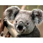 ﾊﾟｰﾌｪｸﾄﾎﾞｰｹﾞﾝ